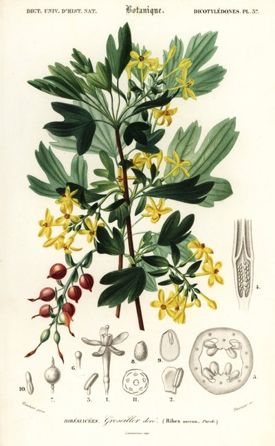 Gyllene vinbär, gyllene vinbär. , 1849 (gravyr) av Louis Joseph Edouard Maubert