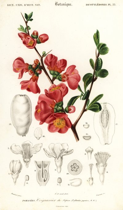 Japansk kvitten, Chaenomeles japonica., 1849 (gravyr) av Louis Joseph Edouard Maubert