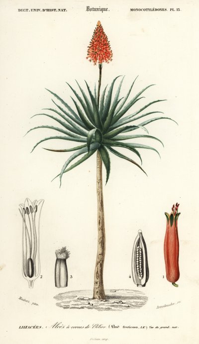 Krantz aloe, Aloe arborescens., 1849 (gravyr) av Louis Joseph Edouard Maubert