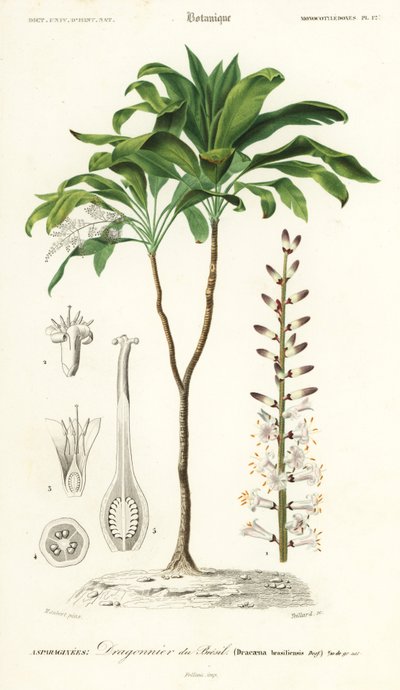 Palmlilja, Cordyline fruticosa., 1849 (gravyr) av Louis Joseph Edouard Maubert