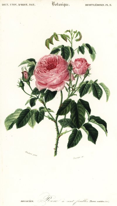 Provence ros, Rosa x centifolia., 1849 (gravyr) av Louis Joseph Edouard Maubert
