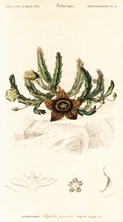 Stjärnblomma, Orbea variegata., 1849 (gravyr) av Louis Joseph Edouard Maubert