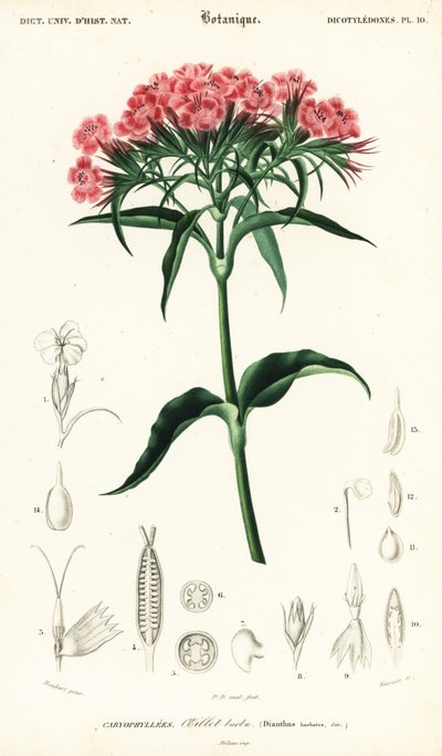 Sweet William, Dianthus barbatus.,1849 (gravyr) av Louis Joseph Edouard Maubert