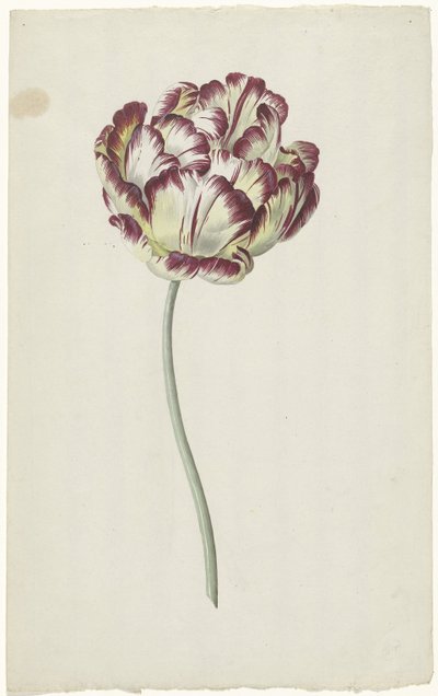 Tulpan av Louis Moritz