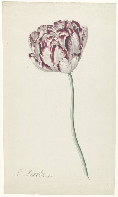 Tulpan av Louis Moritz
