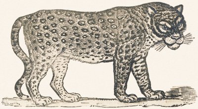 Tiger av Louis Simon (1810-1870) Lassalle