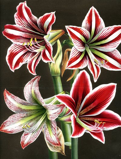 AMARYLLIS HIPPEASTRA (gravyr) av Louis Van Houtte