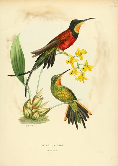 Pyra trissa = Pyra topas av Louis Victor Bevalet