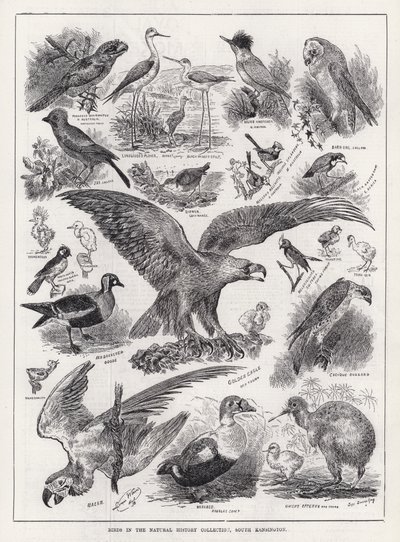 Fåglar i Natural History Collection, South Kensington (gravyr) av Louis Wain