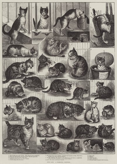 Våra katter, en inhemsk historia av Louis Wain