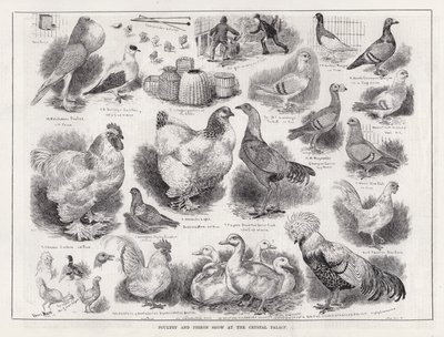 Fjäderfä- och duvutställning på Crystal Palace (gravyr) av Louis Wain