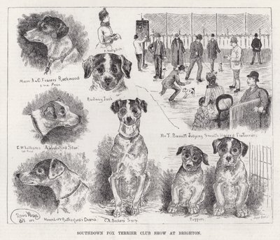 Southdown Fox Terrier Club Show i Brighton (gravyr) av Louis Wain