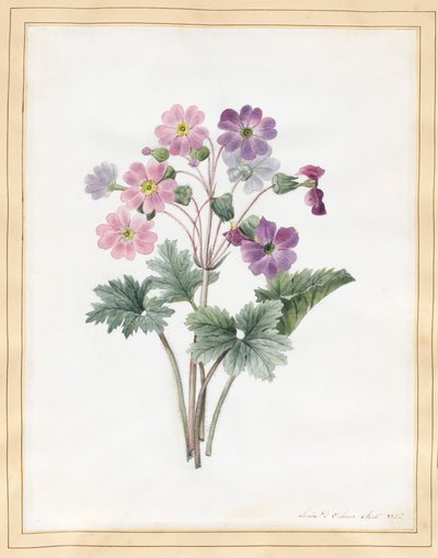 Hybrid Auricula (wc på veläng) av Louise DOrleans