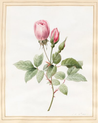 Rosa ros och knoppar, 1826 (wc med lite kroppsfärg på veläng) av Louise DOrleans