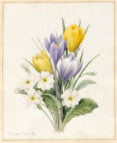 White Primroses and Early Hybrid Crocuses, 1830 (wc med lite kroppsfärg på veläng) av Louise DOrleans