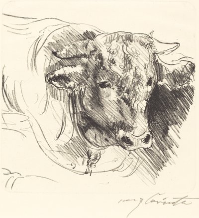 Stierkopf (Head of a Steer) av Lovis Corinth