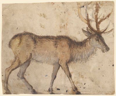 Study of a Stag (recto), c.1520-30 (borste med brun tvätt, förhöjd med vit gouache) av Lucas the Elder Cranach