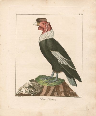 Andean Condor (handkolorerat kopparstick) av Ludwig Christoph Tyroff