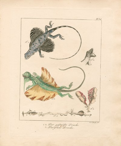 Flygande drakar och deras anatomi (handkolorerat kopparstick) av Ludwig Christoph Tyroff
