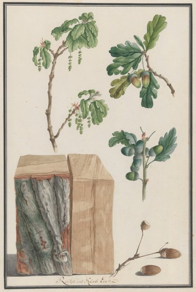Studier av blommor, frukter och stam av en engelsk ek Quercus robur, 1788. av Ludwig Pfleger