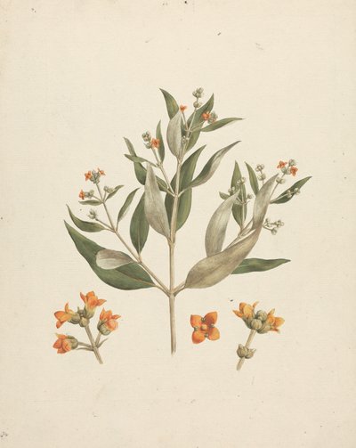 Avicennia marina (Forssk.) Vierh. (White Mangrove): färdig teckning av blommande skott med detaljer om blommor av Luigi Balugani