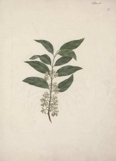 Berättelse Edulis Forsk. (Khat): Färdig ritning av Luigi Balugani