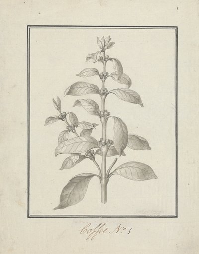 Coffea arabica L. (Arabica Coffee): färdig teckning av lövskott och bär av Luigi Balugani