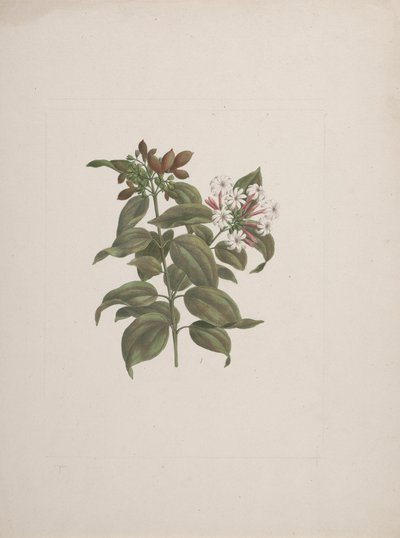 Jasminum dichotomum Vahl (afrikansk jasminum): färdig teckning av Luigi Balugani