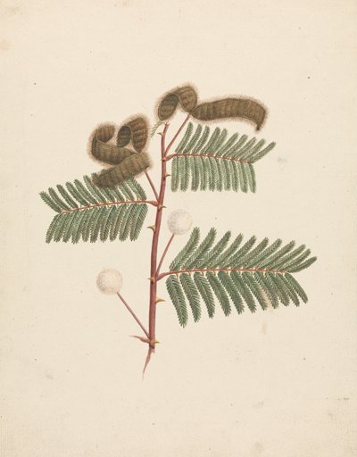 Mimosa pigra (L.): färdig teckning av Luigi Balugani