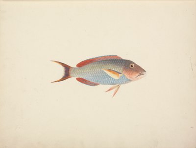 Oidentifierad fisk av Luigi Balugani