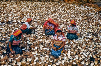 Ursprungsbefolkningen i Mulatas Archipelago på San Blas Islands knäcker kokosnötter för kopra... av Luis Marden