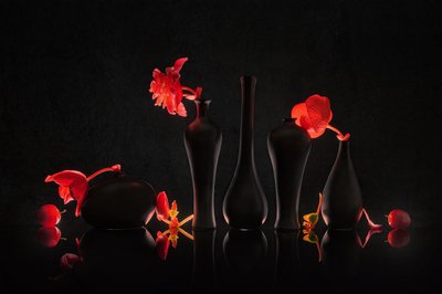 Karmosinröda blommor och svarta vaser av Lydia Jacobs