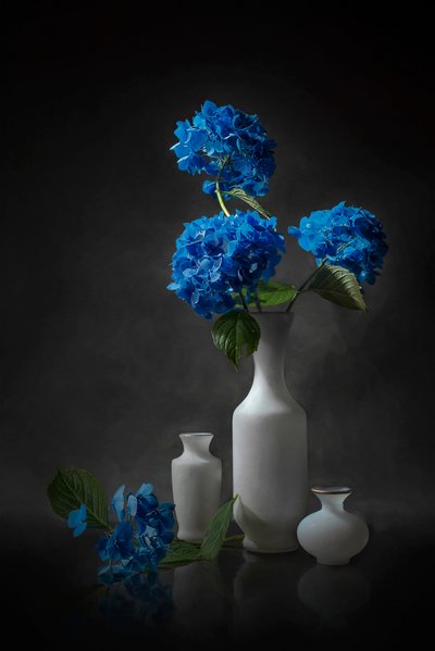 Eleganta blå hortensior av Lydia Jacobs