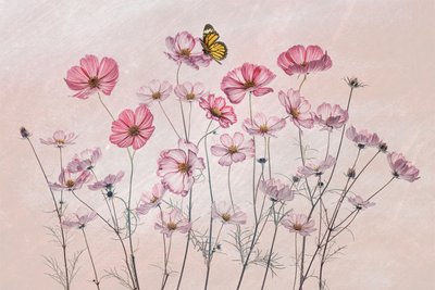 Rosa rosenskäror och fjäril av Lydia Jacobs