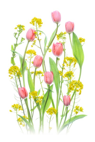 Rosa tulpaner och gula blommor av Lydia Jacobs