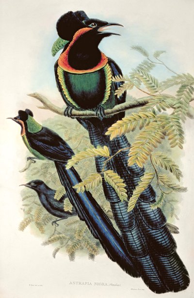 Arfak Astrapia, Astrapia Nigra - Paradisfågel av M. Hart