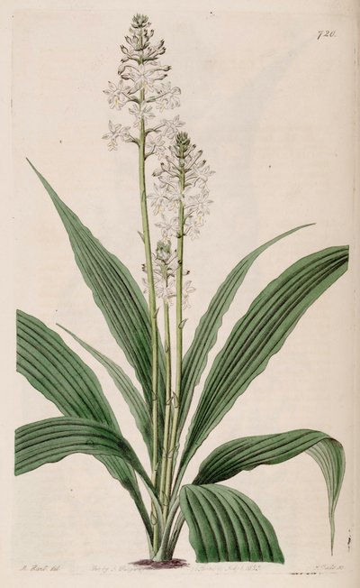 Illustration av Calanthe triplicata (som syn. Calanthe veratrifolia) (växt) av M. Hart