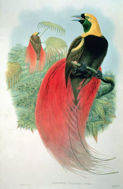Paradisaea Raggiana av M. Hart