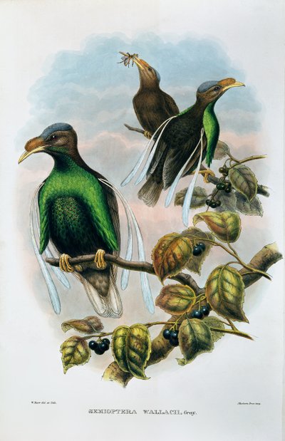 Wallaces Standard Wing Semioptera Wallecei av M. Hart
