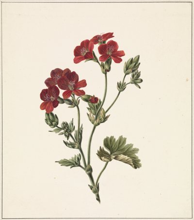 röd blomma av M. de Gijselaar