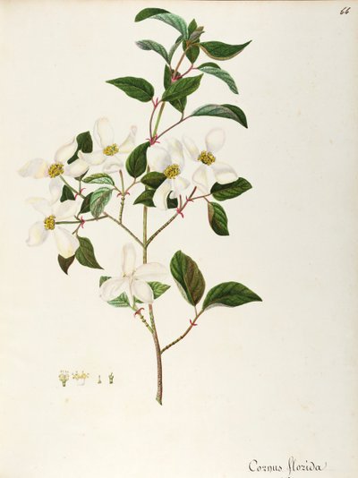 Blommande kornel (Cornus florida), Cornaceae, litet träd eller buske med ursprung i Nordamerika, akvarell av Maddalena Lisa Mussino