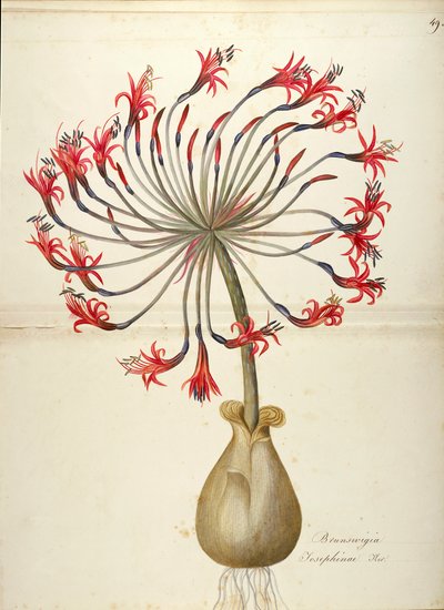 Josephines lilja (Brunsvigia josephinae), Amaryllidaceae av Maddalena Lisa Mussino, akvarell av Maddalena Lisa Mussino
