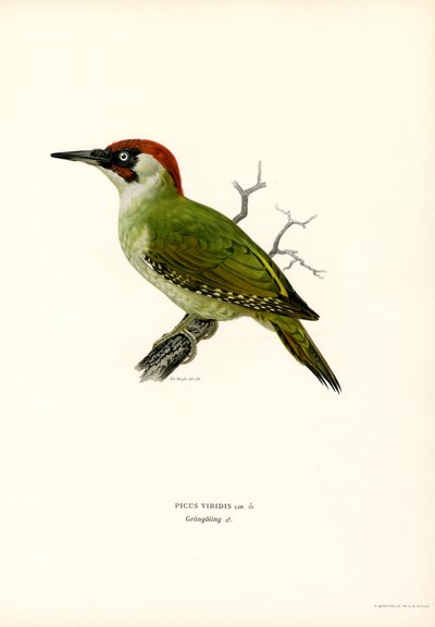 Grön hackspett (färg litho) av Magnus Ferdinand and Wilhelm von Wright