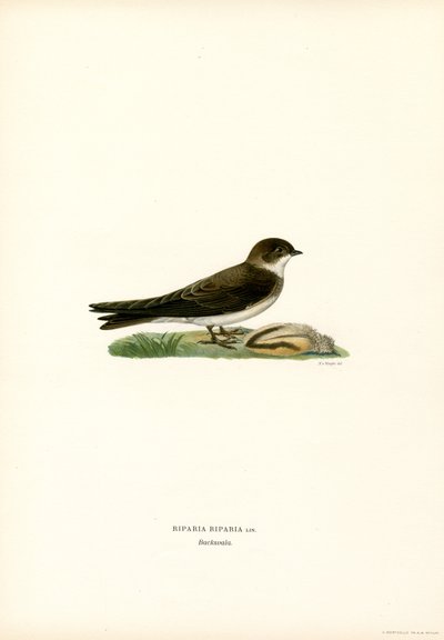 Sand Martin (färg litho) av Magnus Ferdinand and Wilhelm von Wright