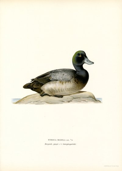 American Scaup Duck (litho i färg) av Magnus Ferdinand and Wilhelm von Wright