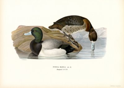 American Scaup Duck (litho i färg) av Magnus Ferdinand and Wilhelm von Wright