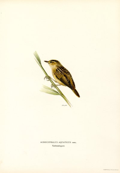 Vattensångare (färg litho) av Magnus Ferdinand and Wilhelm von Wright