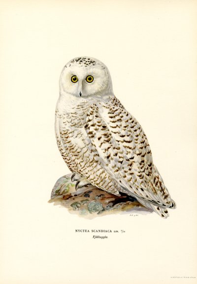 Arctic Owl (färg litho) av Magnus Ferdinand and Wilhelm von Wright