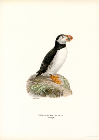 Atlantic Puffin (färg litho) av Magnus Ferdinand and Wilhelm von Wright