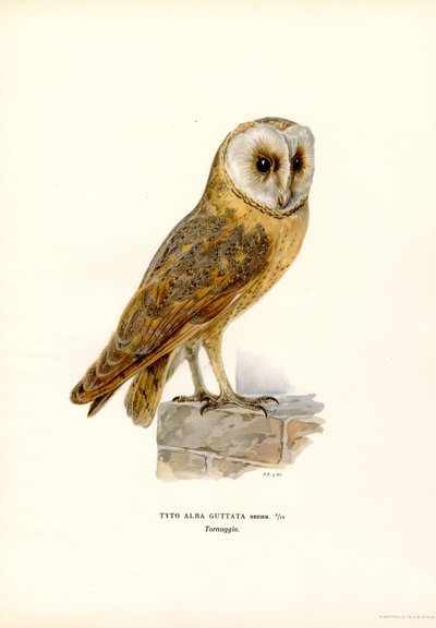 Tornuggla (färg litho) av Magnus Ferdinand and Wilhelm von Wright